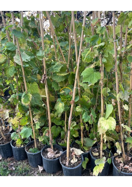 3 Yaş Narince (Tokat) Sarmalık Üzüm Asma Fidanı fiyatları