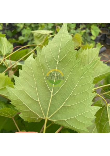 3 Yaş Narince (Tokat) Sarmalık Üzüm Asma Fidanı modelleri