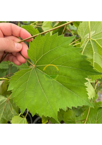 3 Yaş Narince (Tokat) Sarmalık Üzüm Asma Fidanı fırsatları