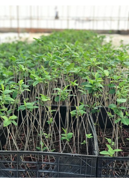 Aronya (Süper Meyve) Fidanı – Saksıda 2 Yaş