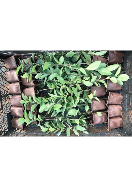 Aronya (Süper Meyve) Fidanı – Saksıda 2 Yaş modelleri