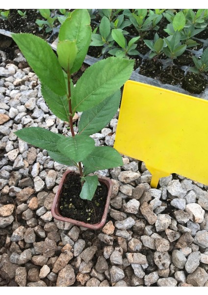 Aronya (Süper Meyve) Fidanı – Saksıda 2 Yaş fırsatları