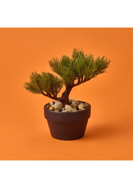 Bonsai Çiçek - Asorti - 19 cm
