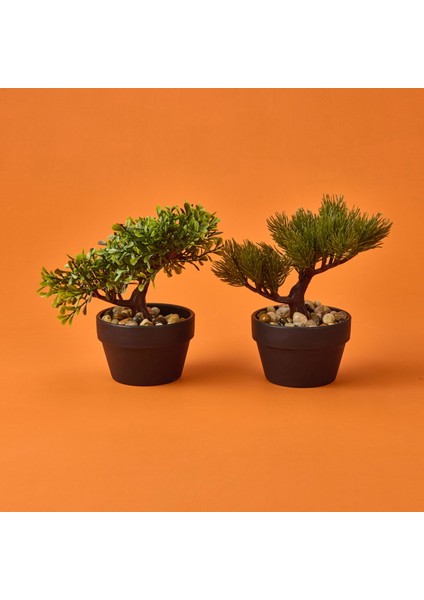 Bonsai Çiçek - Asorti - 19 cm modelleri