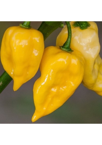 Nadir Ata Tohumu Geleneksel Pİ439424 Acı Biber Tohumu (10 Tohum) modelleri