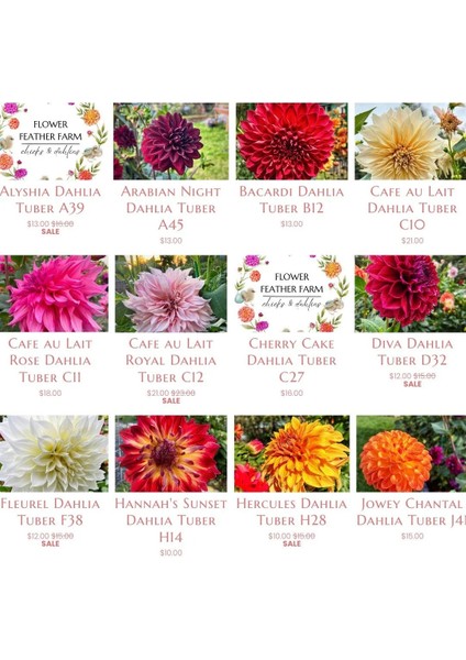 24 Adet Yıldız Dahlia Çiçeği Yumrusu Karışık 24 Renk Yeni Mahsul.