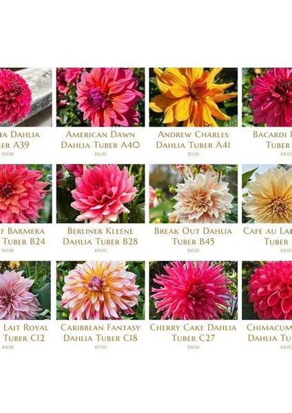 24 Adet Yıldız Dahlia Çiçeği Yumrusu Karışık 24 Renk Yeni Mahsul. modelleri