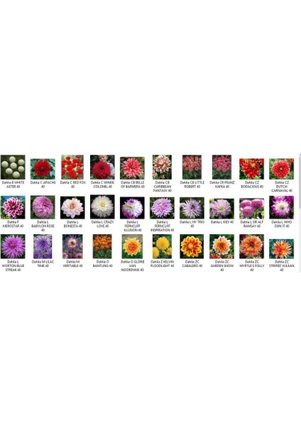 24 Adet Yıldız Dahlia Çiçeği Yumrusu Karışık 24 Renk Yeni Mahsul. fırsatları