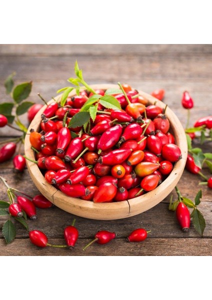 Kuşburnu (Erzincan) fırsatları