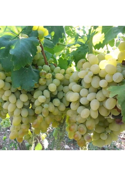 Kuru Besni Üzümü indirimleri