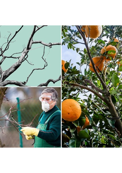 24 Adet Meyve Ağacı Dal Yayıcı 10 Inç Ağaç Dalı Çıkarıcı Yayıcı (Yurt Dışından) indirimleri