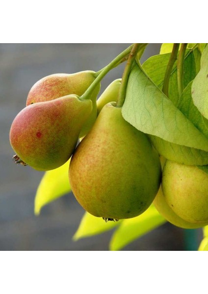 Erzincan Armut Kurusu