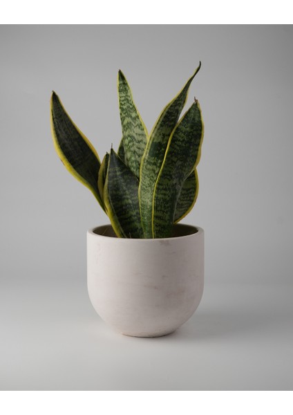 Dekoratif Beton Saksı - Orta Boy Yuvarlak - 15X14CM 2l