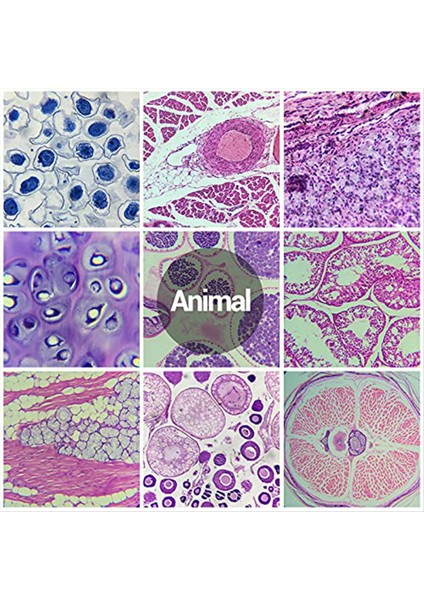 Çocuklardan Alınan Örneklerle Mikroskop Slaytları, Mikroskop Slaytları (Yurt Dışından) indirimleri