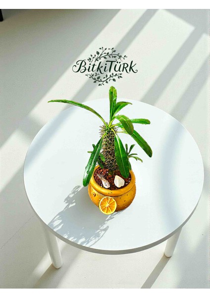 Fıçı Beton Saksıda Ithal Madagaskar Palmiyesi Kuş, Portakal Dilimi Lav Taşları Dekorlu fiyatları