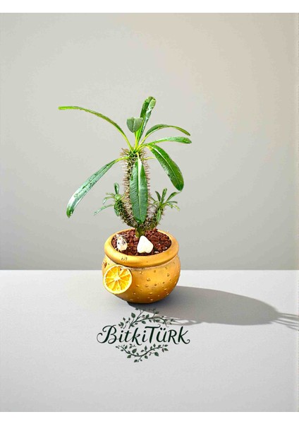 Fıçı Beton Saksıda Ithal Madagaskar Palmiyesi Kuş, Portakal Dilimi Lav Taşları Dekorlu modelleri