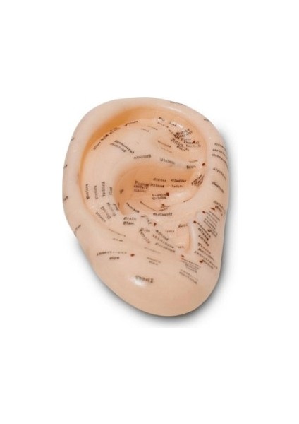 Kulak Akupunktur Modeli Detaylı Nokta Gösterimi fiyatları