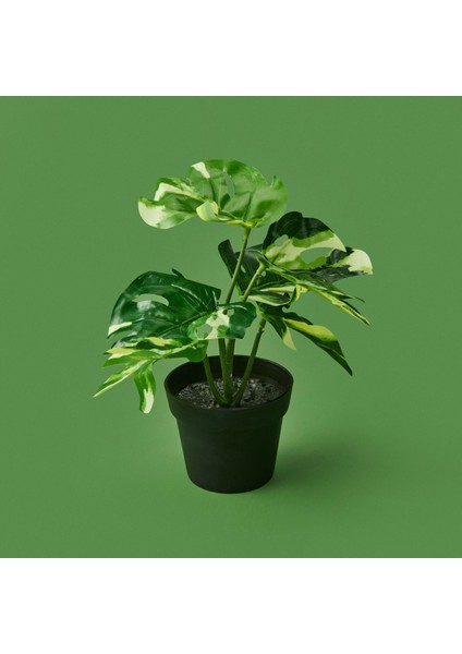 Botta Çiçek - Asorti - 24 cm