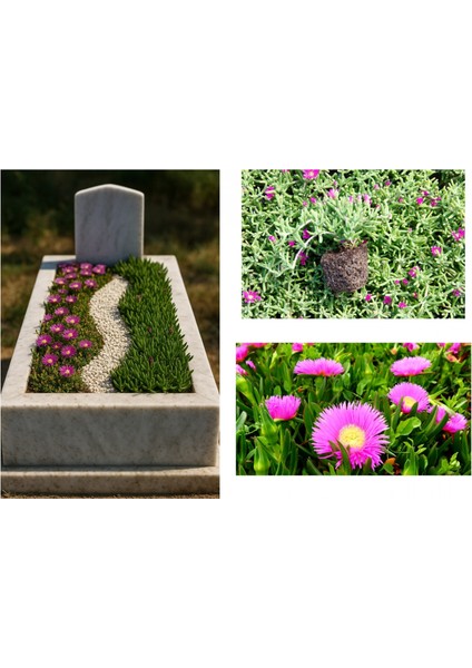 MEZAR - KABİR ÇİÇEKLİ BİTKİ SETİ - 90 ADET YER ÖRTÜCÜ BİTKİ + 20