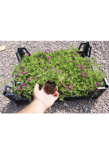 MEZAR - KABİR ÇİÇEKLİ BİTKİ SETİ - 90 ADET YER ÖRTÜCÜ BİTKİ + 20 fiyatları