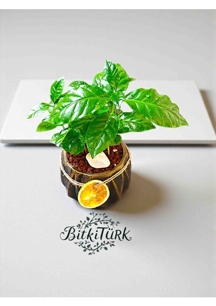 Kahve Severlere Beton Saksıda Ithal Kahve Bitkisi