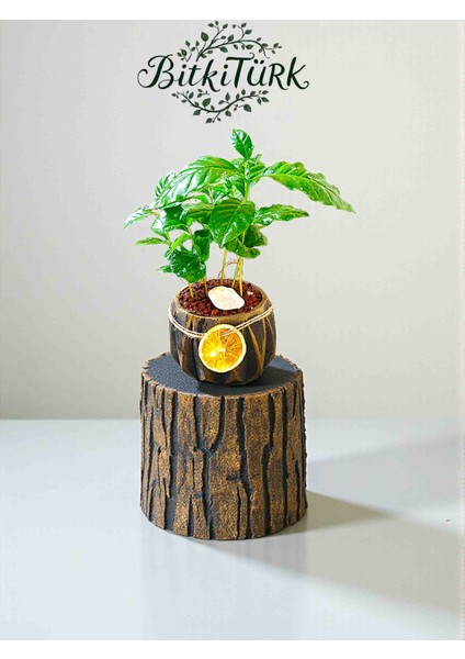 Kahve Severlere Beton Saksıda Ithal Kahve Bitkisi fiyatları