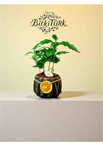 Kahve Severlere Beton Saksıda Ithal Kahve Bitkisi modelleri