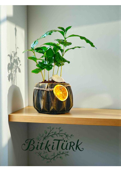 Kahve Severlere Beton Saksıda Ithal Kahve Bitkisi fırsatları