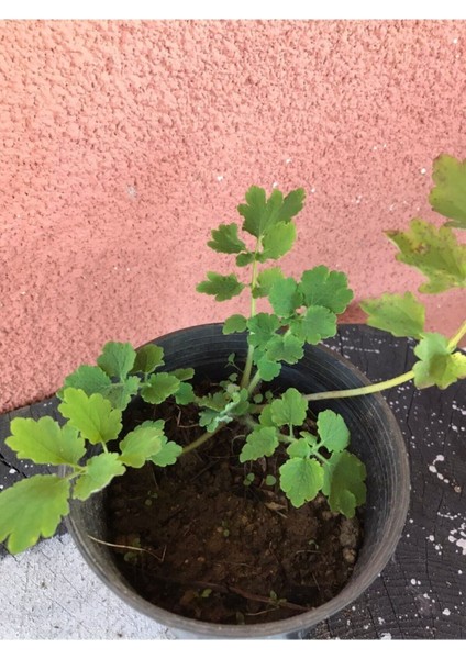 25 Adet Kırlangıç Otu (Temre Otu) Tohumu