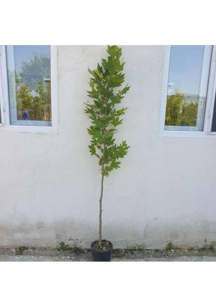 Çınar Ağacı Fidanı