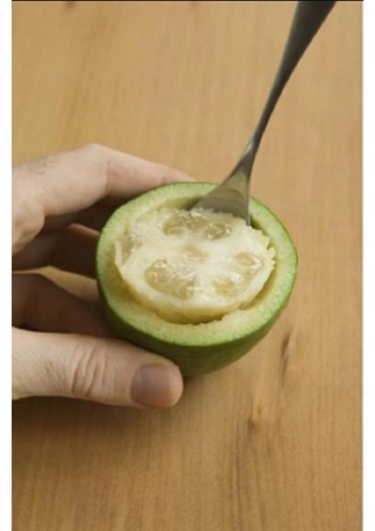 Çınar Ağacı Fidanı fiyatları