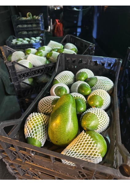 Avokado fiyatları