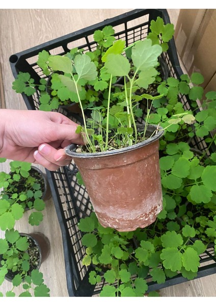 Kırlangıç Otu 10 Adet Tohum