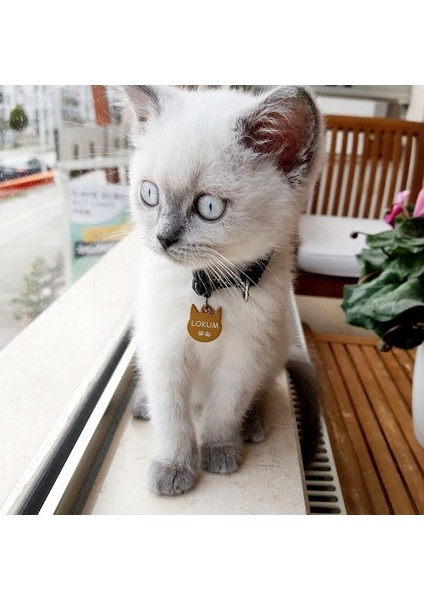 Kedi Şeklinde Gold Büyük Irk Köpek Isimliği / Künyesi fiyatları