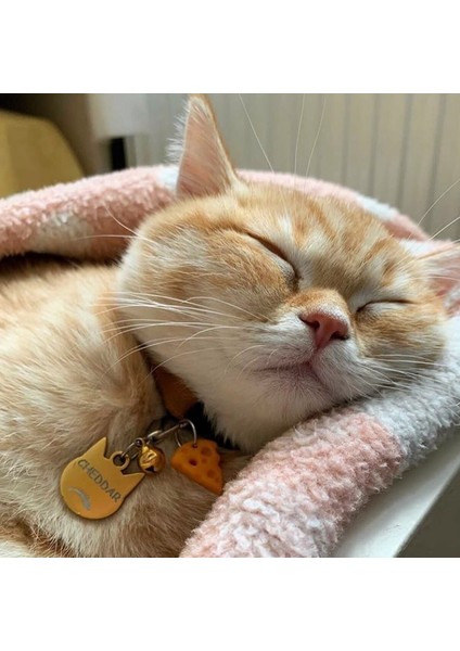 Kedi Şeklinde Gold Büyük Irk Köpek Isimliği / Künyesi modelleri