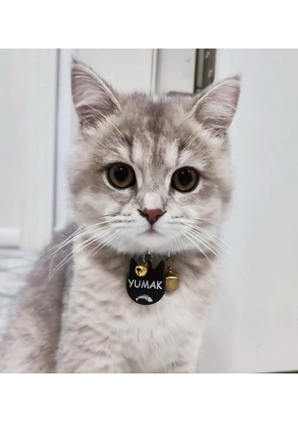 Kedi Şeklinde Siyah Köpek Isimliği / Künyesi