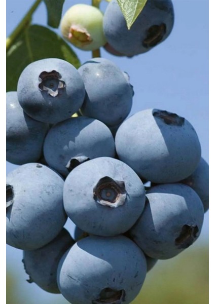 Yaban Mersini Fidanı 25 - 40 cm