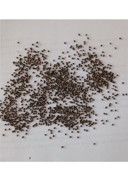 Yaban Mersini Fidanı 25 - 40 cm fiyatları