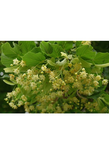 Ihlamur Fidanı 60-100 cm Tüplü Soğuklara Dayanıklı, Çiçekleri Çay Olur