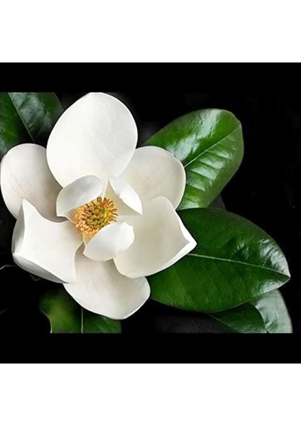 Manolya Fidanı 60-70 cm