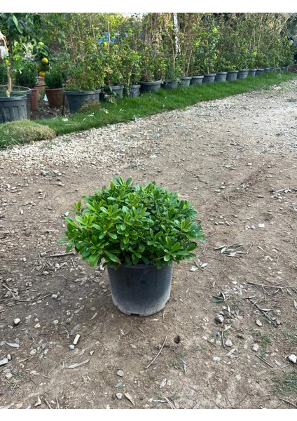 Pitos (Pittosporum Tobira) Bitkisi 40-50 cm