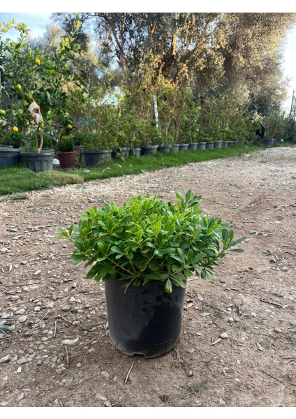 Pitos (Pittosporum Tobira) Bitkisi 40-50 cm fiyatları