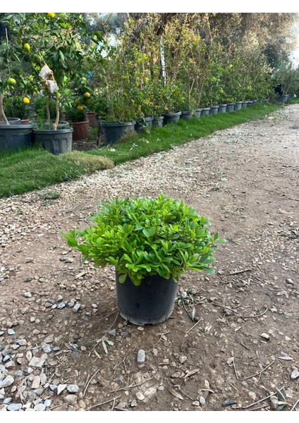 Pitos (Pittosporum Tobira) Bitkisi 40-50 cm modelleri