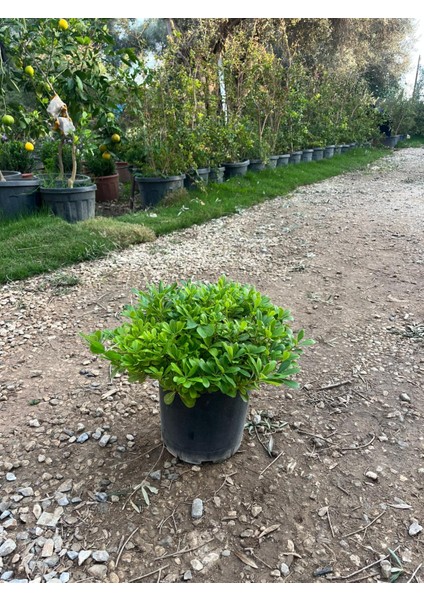 Pitos (Pittosporum Tobira) Bitkisi 40-50 cm fırsatları