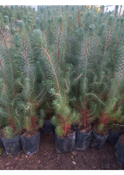 Fıstık Çamı Fidanı