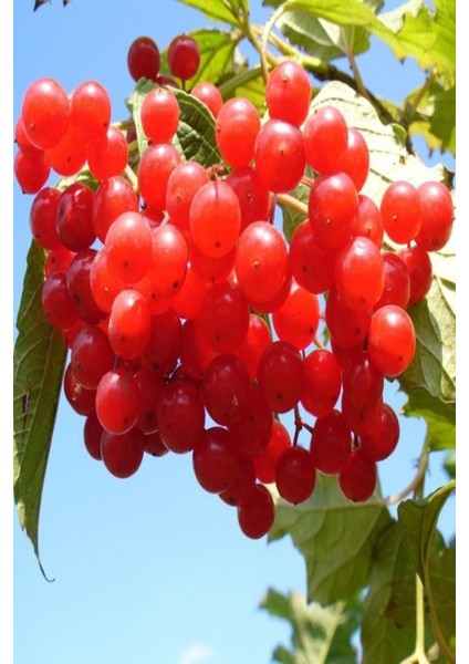 Tüplü Aromatik Salkım Meyveli Girebolu (Gilaburu) Fidanı