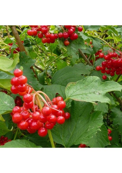 Tüplü Aromatik Salkım Meyveli Girebolu (Gilaburu) Fidanı fiyatları