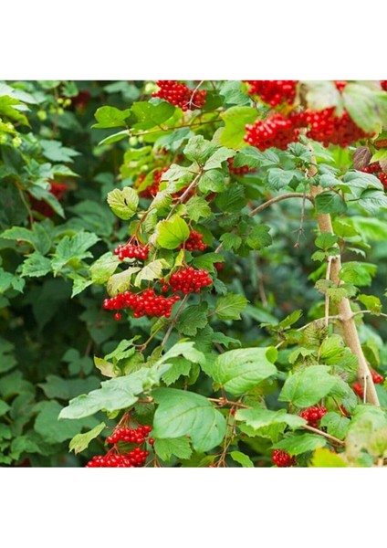 Tüplü/saksılı Girebolu Meyve Fidanı