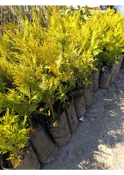 Tüplü/saksılı Girebolu Meyve Fidanı fiyatları