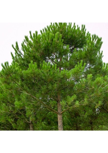 Tüplü Fıstık Çamı Fidanı (Çam Fıstığı Veren Ağaç)